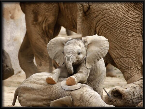 Affiche bébé éléphant – Image 2