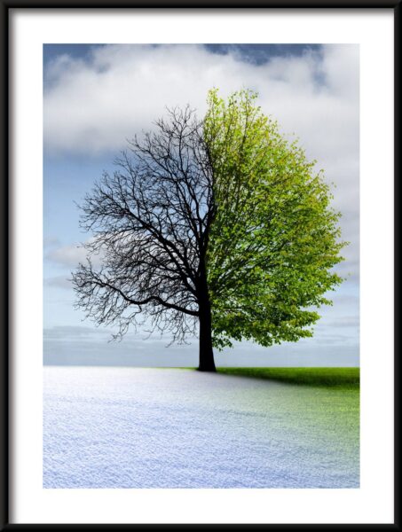 Arbre bicolore – Image 3