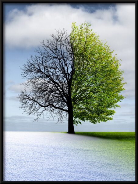 Arbre bicolore – Image 4