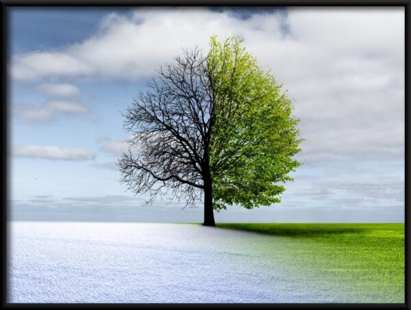 Arbre bicolore – Image 2