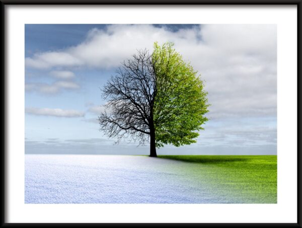 Arbre bicolore