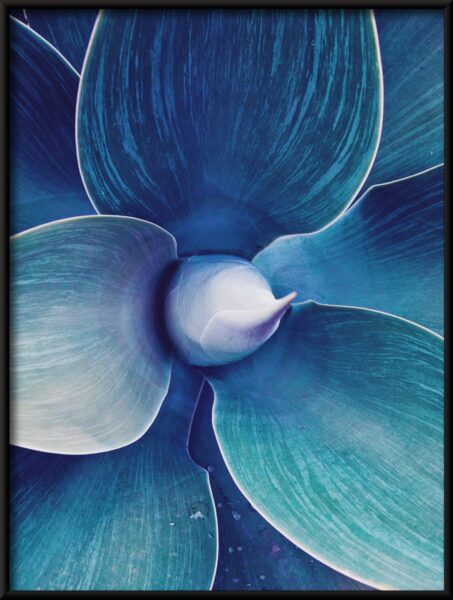 Feuilles d'agave Poster – Image 4