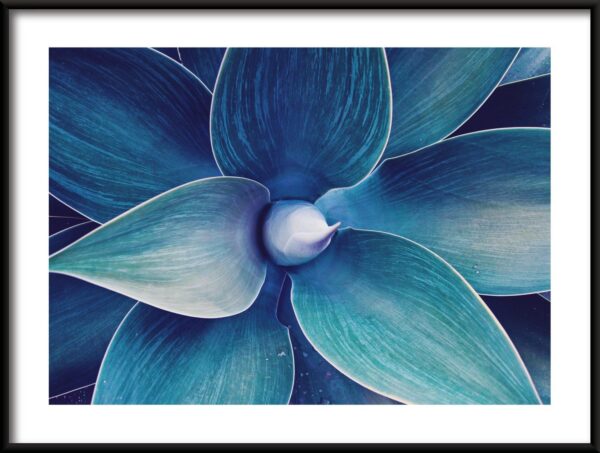 Feuilles d'agave Poster