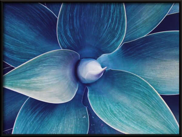 Feuilles d'agave Poster – Image 2