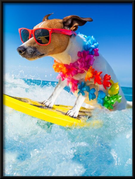 Chien sur une planche Poster – Image 4