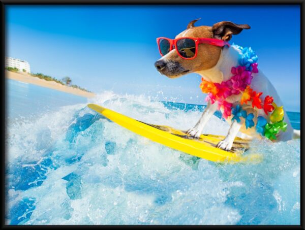 Chien sur une planche Poster – Image 2
