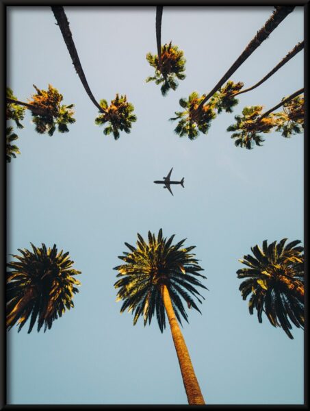 Avion au-dessus des palmiers Poster – Image 4