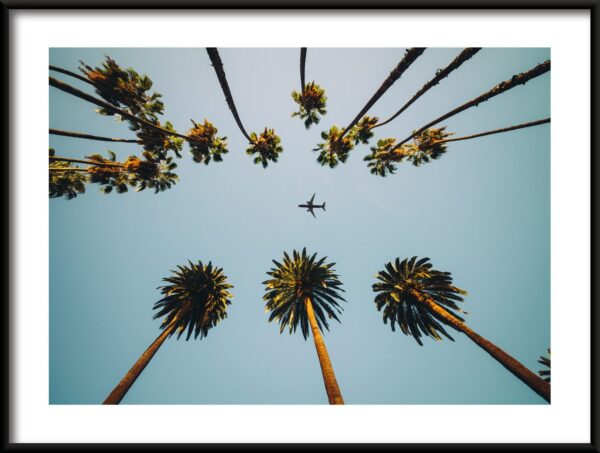 Avion au-dessus des palmiers Poster