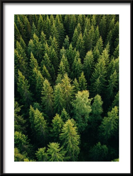 Cime des arbres Poster – Image 3
