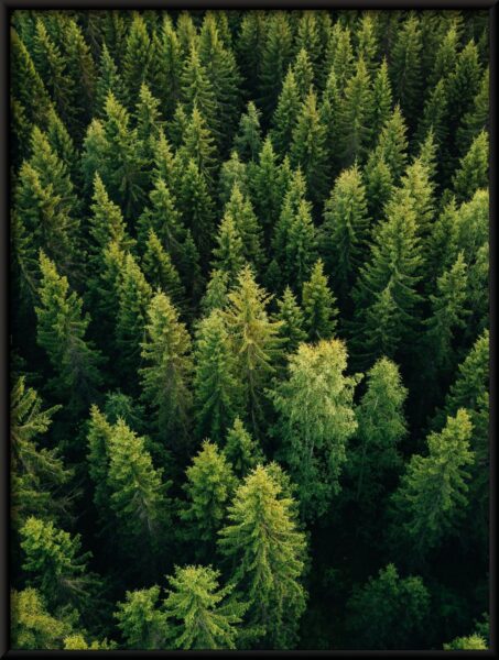 Cime des arbres Poster – Image 4