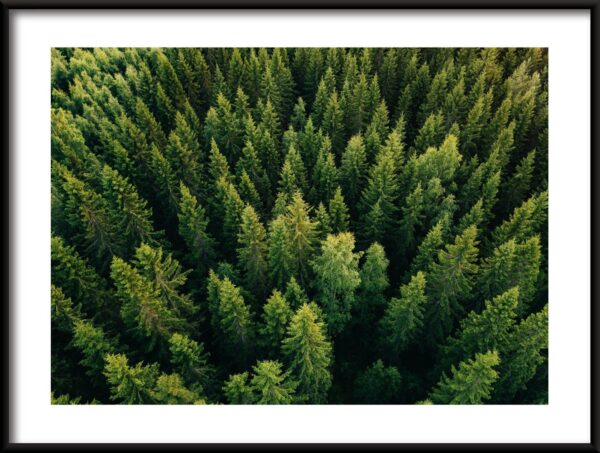 Cime des arbres Poster