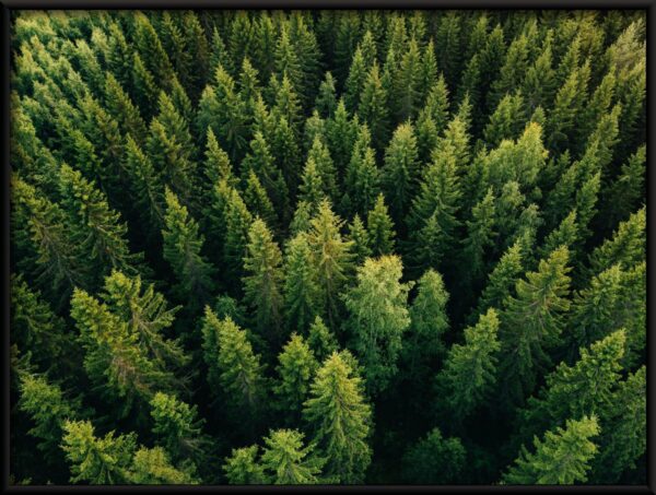 Cime des arbres Poster – Image 2