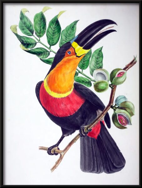 Toucan sur une branche Poster – Image 2