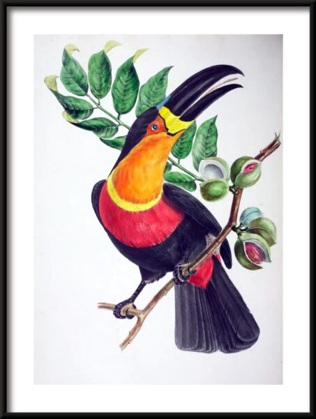 Toucan sur une branche Poster