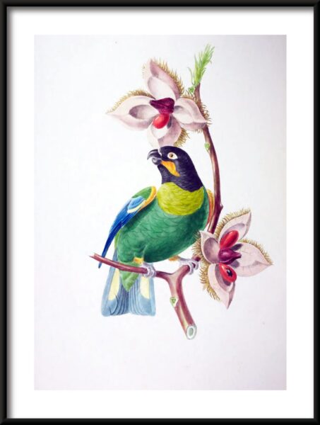Affiche d'oiseau coloré