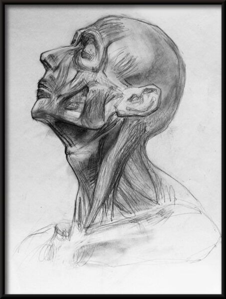 Affiche des muscles du visage – Image 2