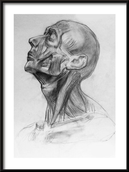 Affiche des muscles du visage