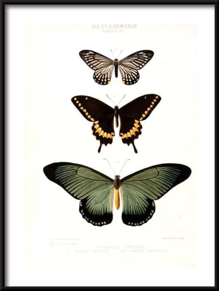Espèces de papillons Poster
