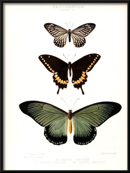 Espèces de papillons Poster – Image 2