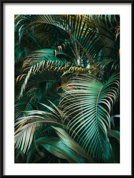 Feuilles de palmier Poster