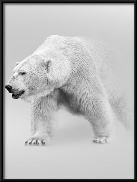 Affiche ours polaire – Image 4