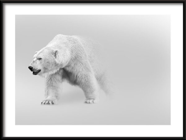 Affiche ours polaire