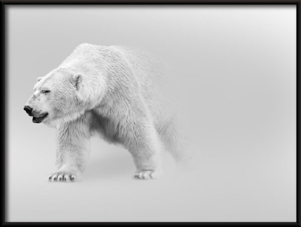 Affiche ours polaire – Image 2