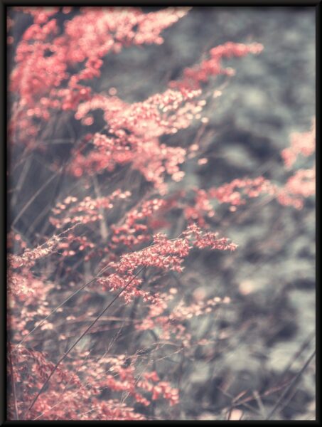 Affiche d'herbe rose – Image 4