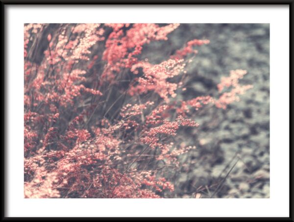Affiche d'herbe rose