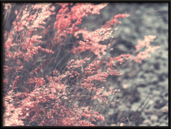 Affiche d'herbe rose – Image 2