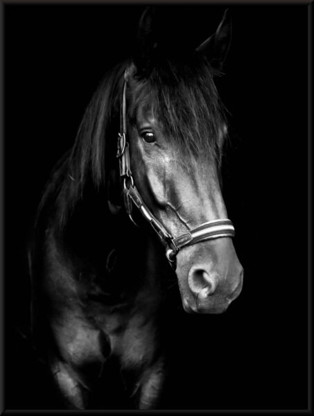 Affiche cheval noir – Image 2