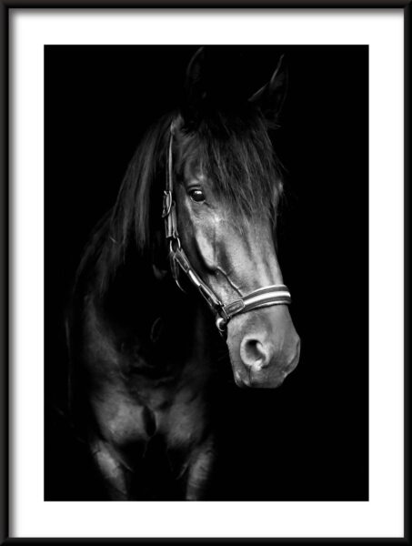 Affiche cheval noir