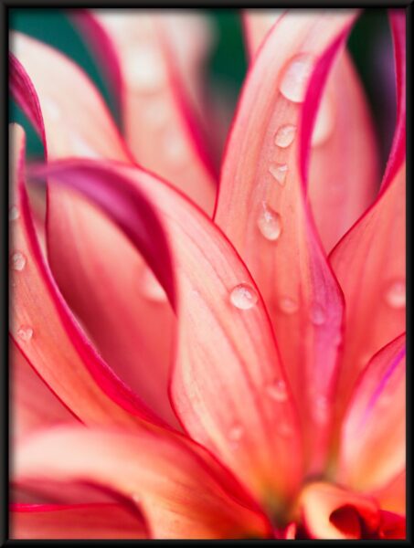 Fleur rose Poster – Image 4