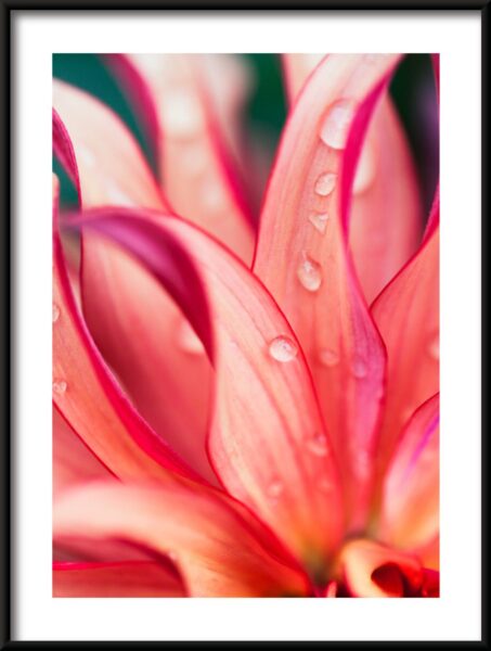 Fleur rose Poster – Image 3