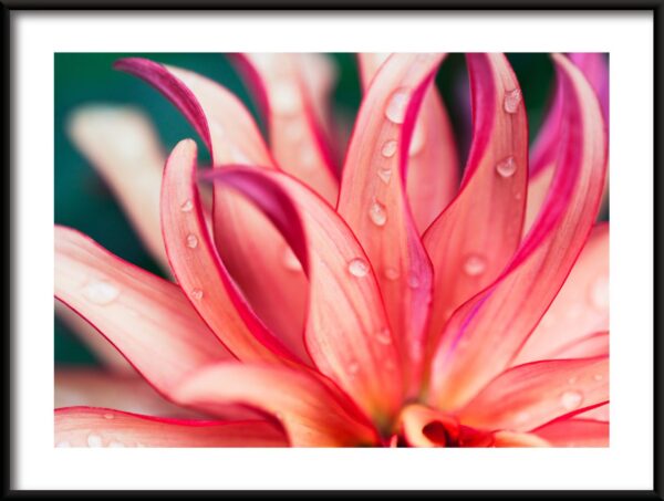 Fleur rose Poster