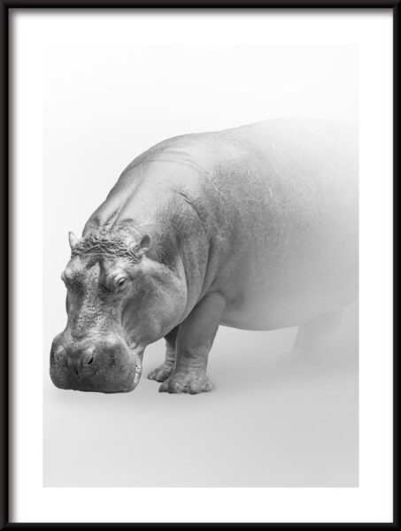 Affiche Hippo dans le brouillard – Image 3