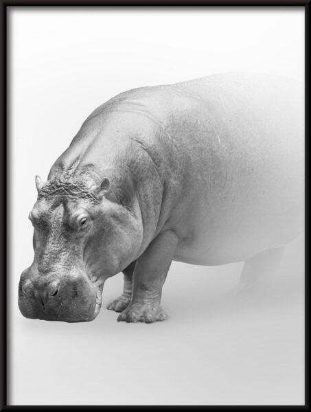 Affiche Hippo dans le brouillard – Image 4