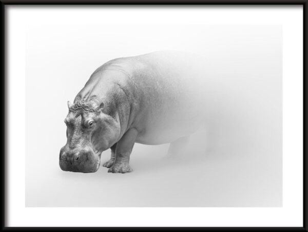 Affiche Hippo dans le brouillard