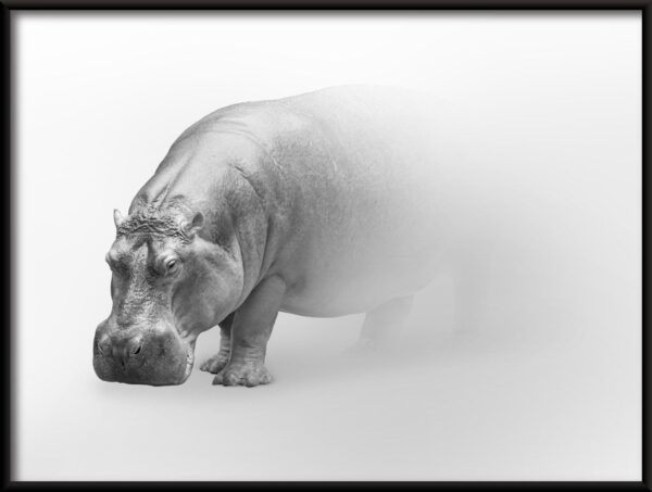 Affiche Hippo dans le brouillard – Image 2