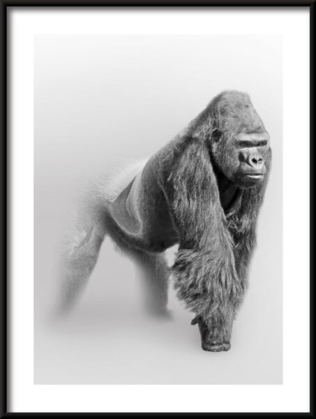 Gorille dans le brouillard Poster – Image 3
