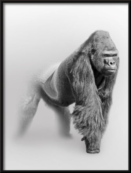 Gorille dans le brouillard Poster – Image 4