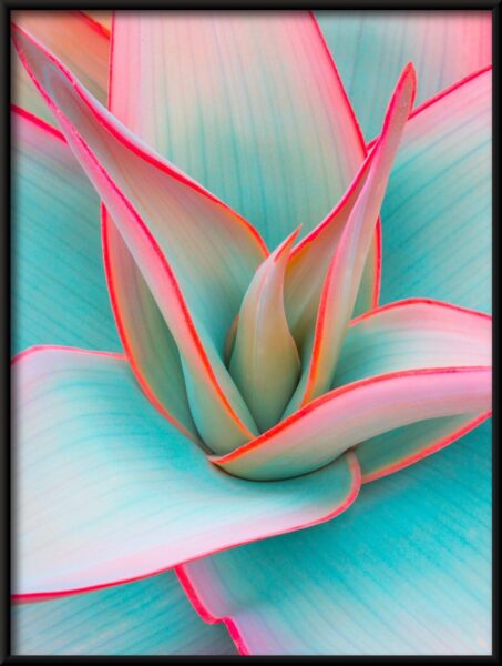 Agave Pastel Poster – Image 4