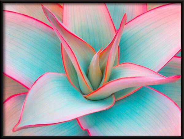 Agave Pastel Poster – Image 2