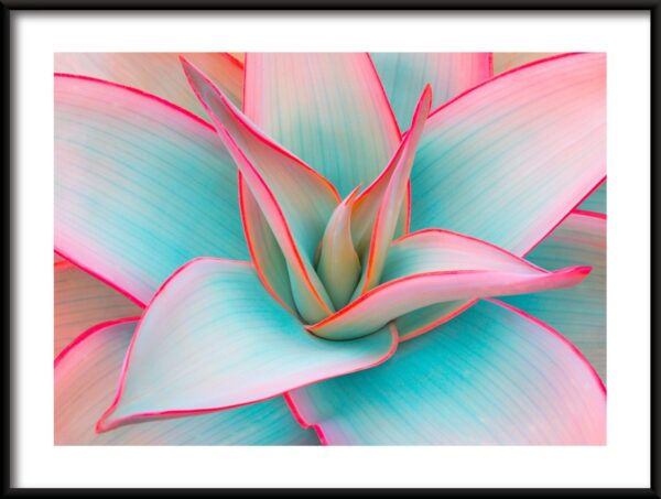 Agave Pastel Poster