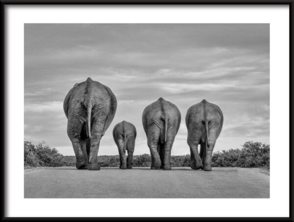 Affiche de la famille des éléphants