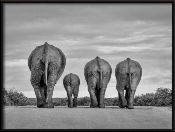 Affiche de la famille des éléphants – Image 2