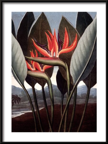Affiche Strelitzia rouge