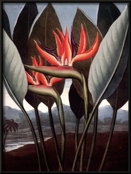 Affiche Strelitzia rouge – Image 2