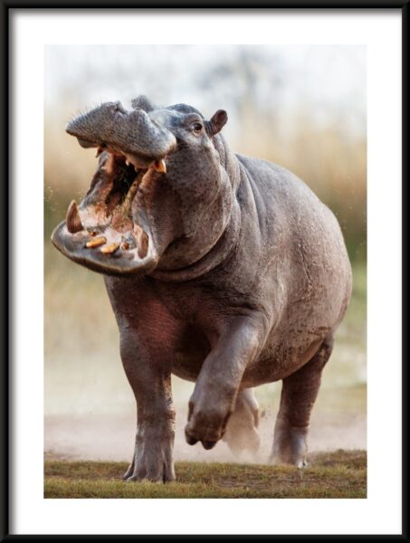 Affiche de course d'hippopotame – Image 3