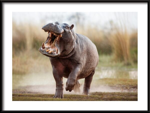 Affiche de course d'hippopotame